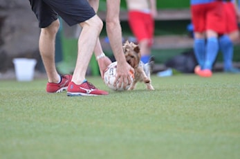 Enga gjort til hundemat av rekruttlaget